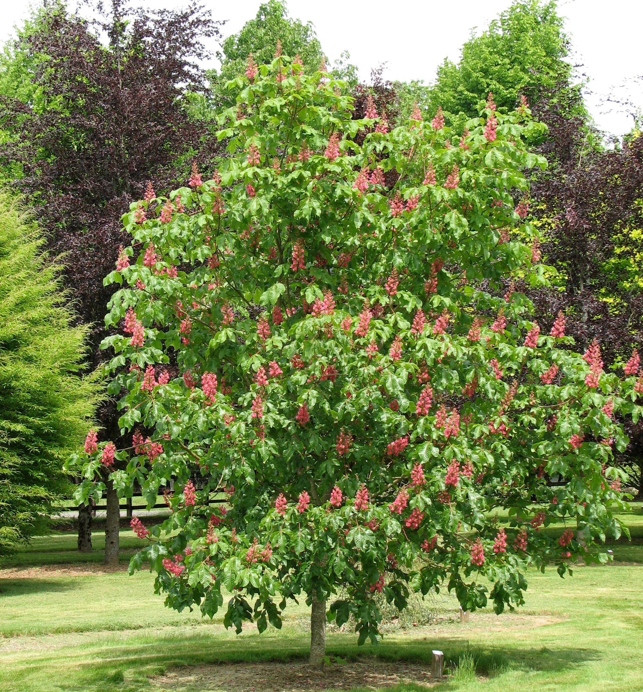 Ruby Red Horse Chestnut Tree Form (Briot Natorp's Online Plant Store